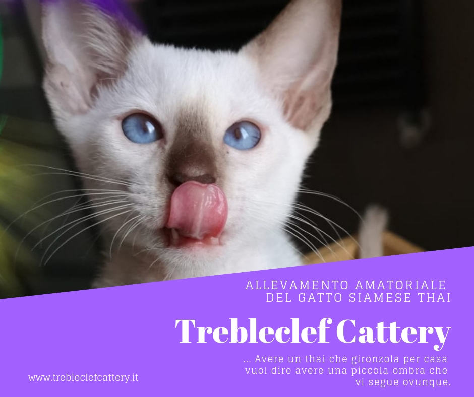 Allevamento Gatto Siamese Thai Trebleclef Cattery